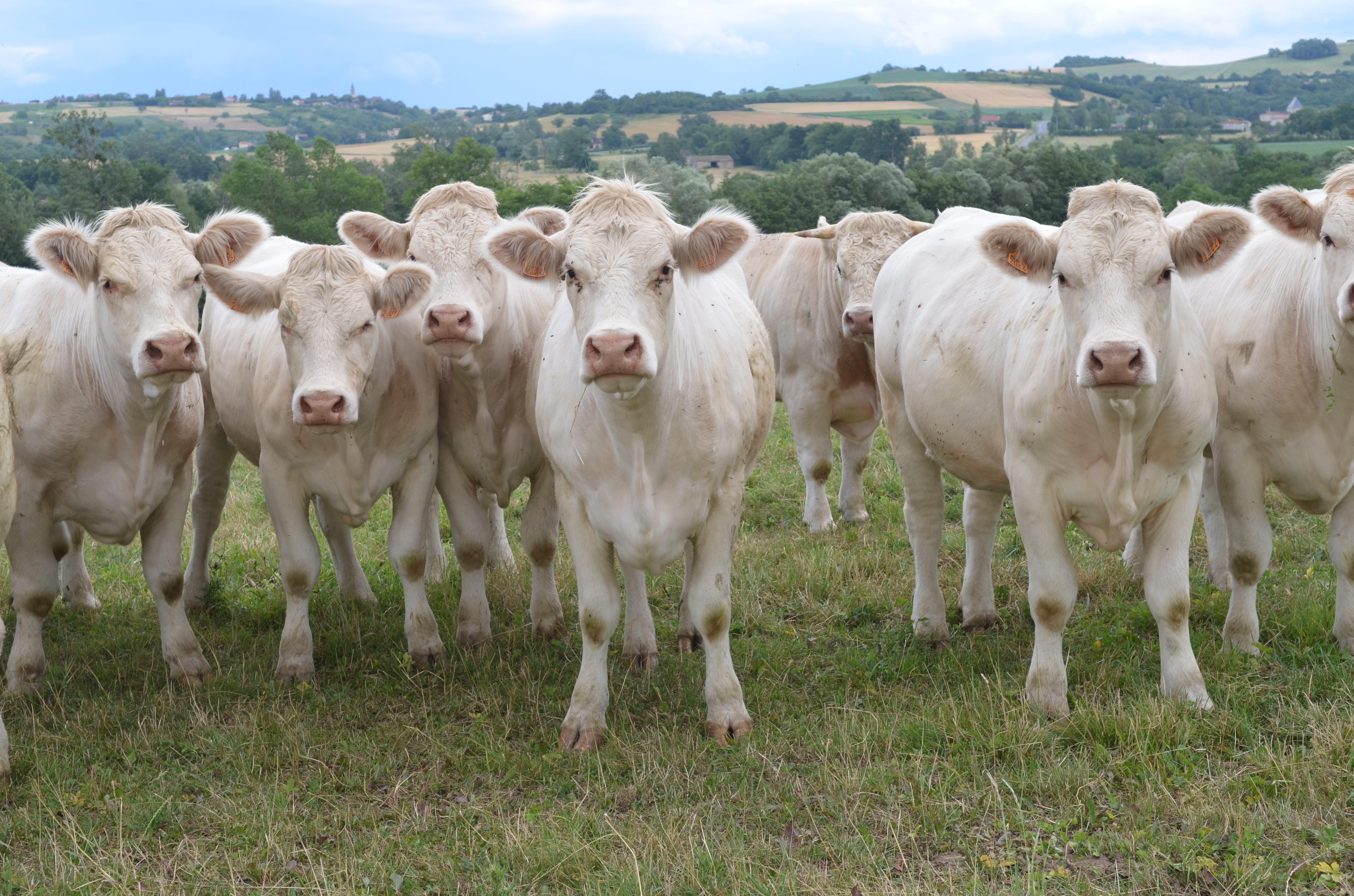 L’herbe : un atout pour l’élevage des ruminants mais carencée en ...
