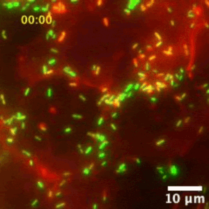 Illustration Listeria et état VBNC