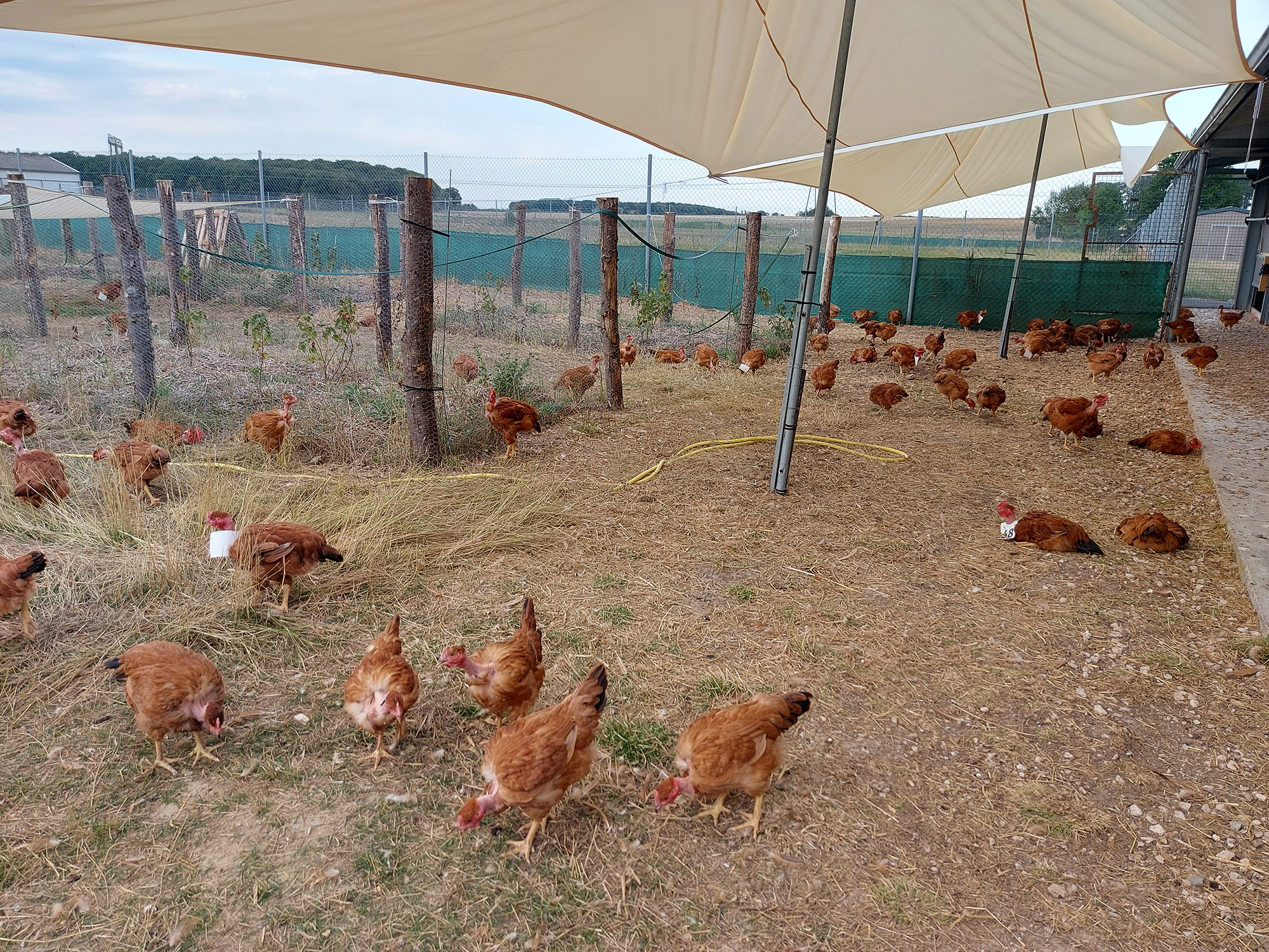 Poulets label rouge sur leur parcours, unité expérimentale PEAT, été 2022