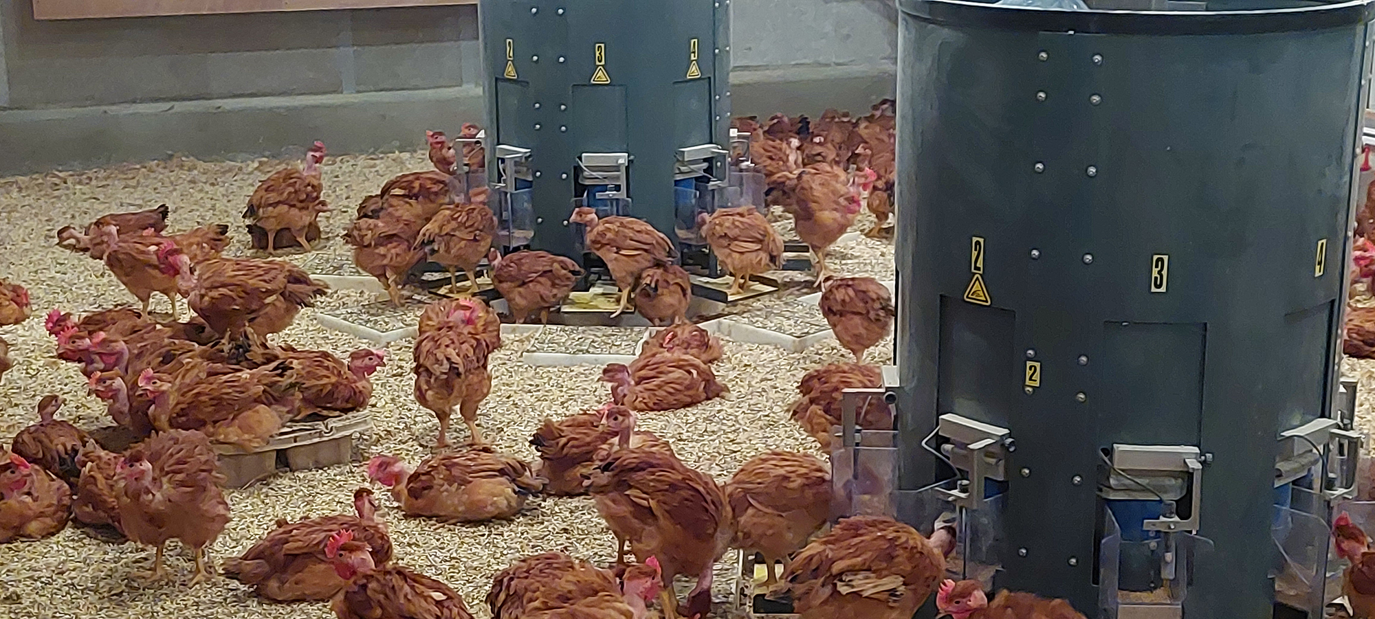 Poulets label rouge dans un bâtiment, autour de mangeoires, UE PEAT, 2022