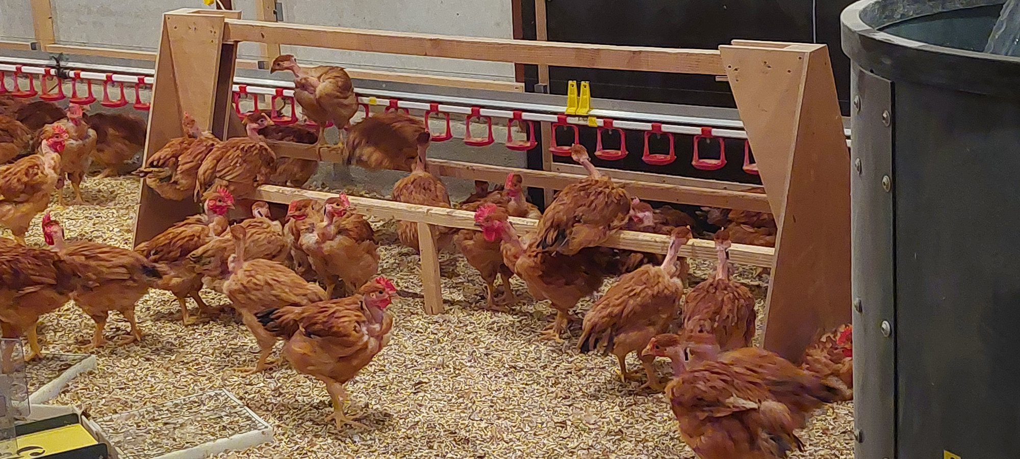 Poulets label rouge au repos sur leurs perchoirs, été 2022