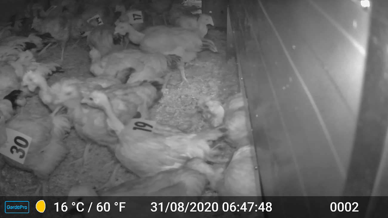 Poulets label rouge, sortie des trappes le matin, été 2020