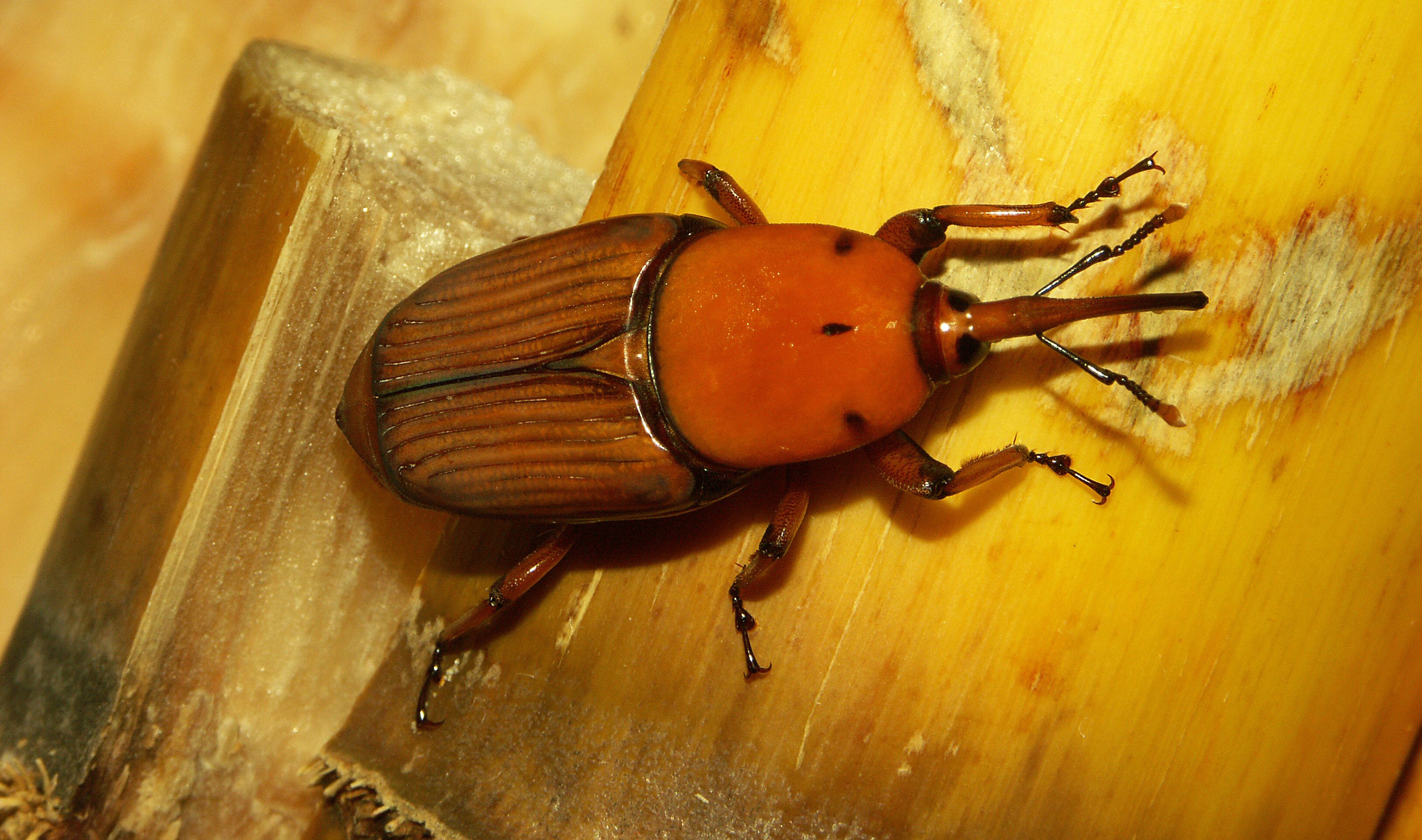 Découverte d’une cible pour le biocontrôle du charançon rouge du ...