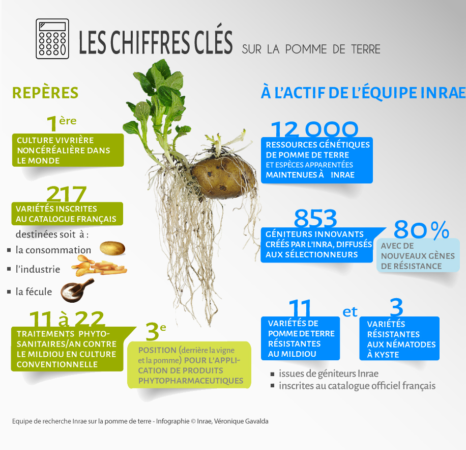 Les pommes ont des millions de bactéries, bio ou pas - Sciences et Avenir