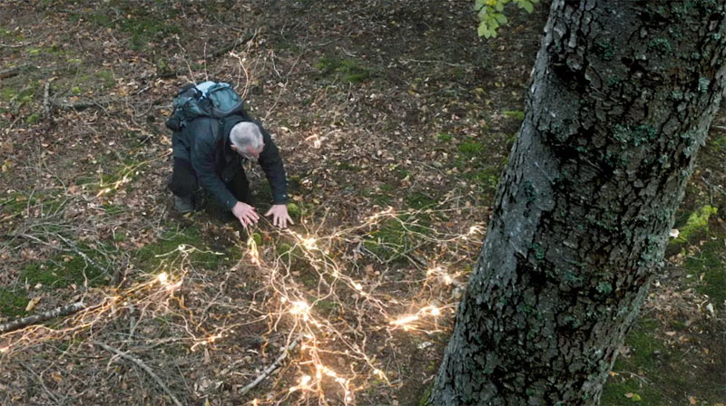 Le monde extraordinaire des champignons, Festival Sud de Sciences 2026