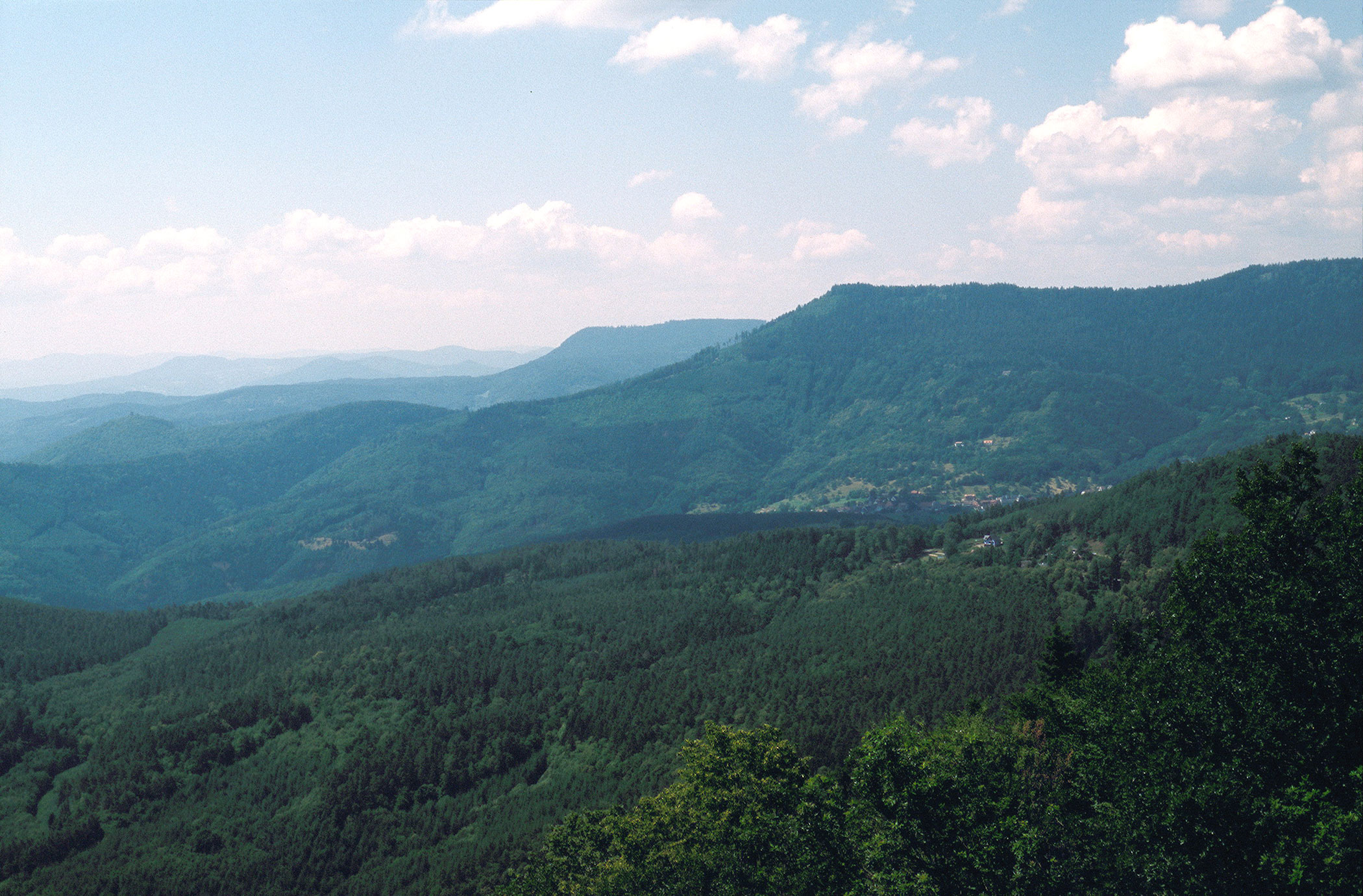Les forêts des zones boréales et tempérées sont devenues les principaux ...