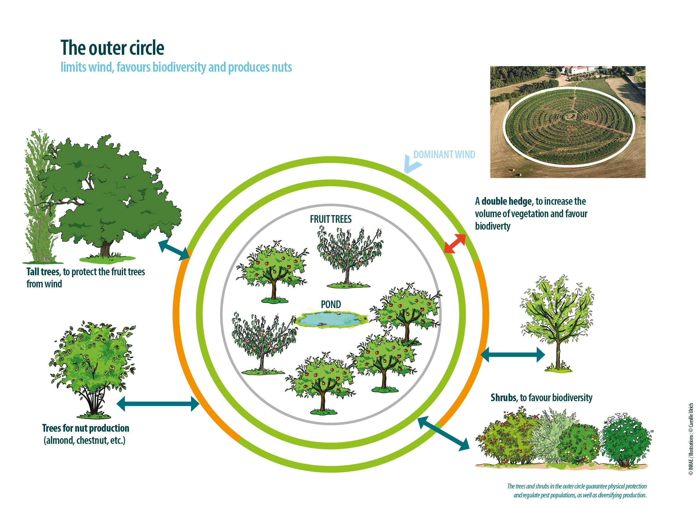 The trees and shrubs in the outer circle guarantee protection and regulate pest populations as well as diversifying production