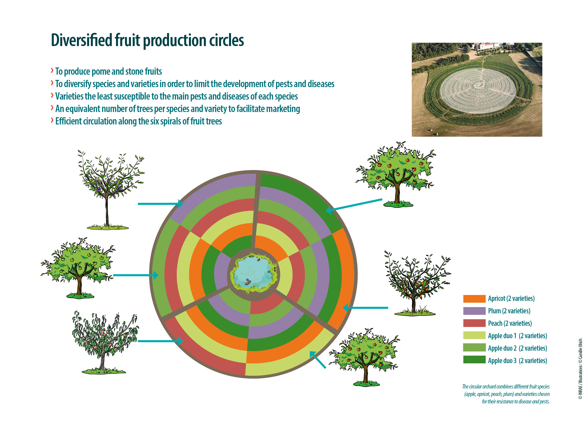 The circular orchard combines different fruit species (apple, apricot, peach, plum) and varieties chosen for their resistance to disease and pests.