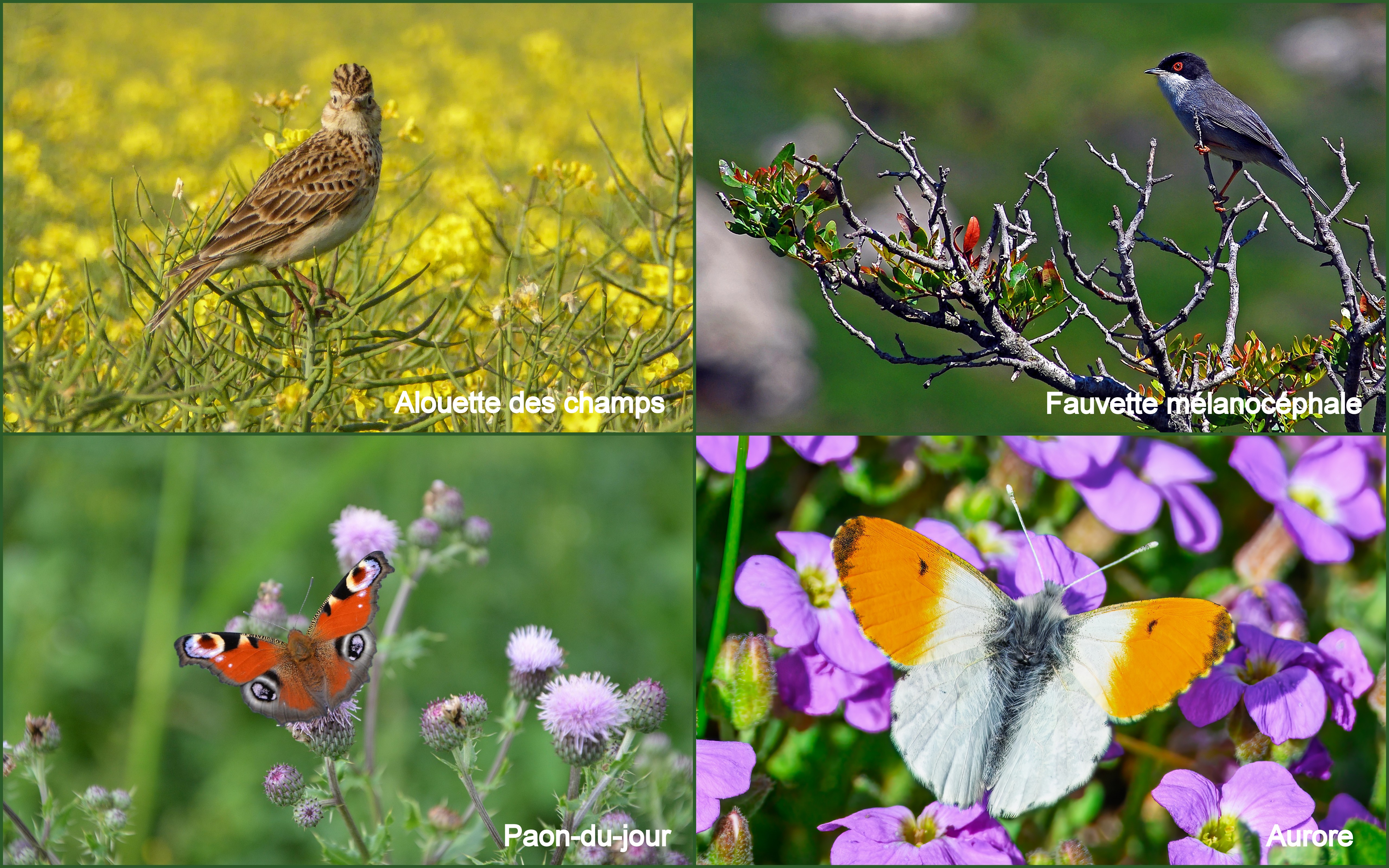 Montage alouette, fauvette, paon-du-jour, aurore