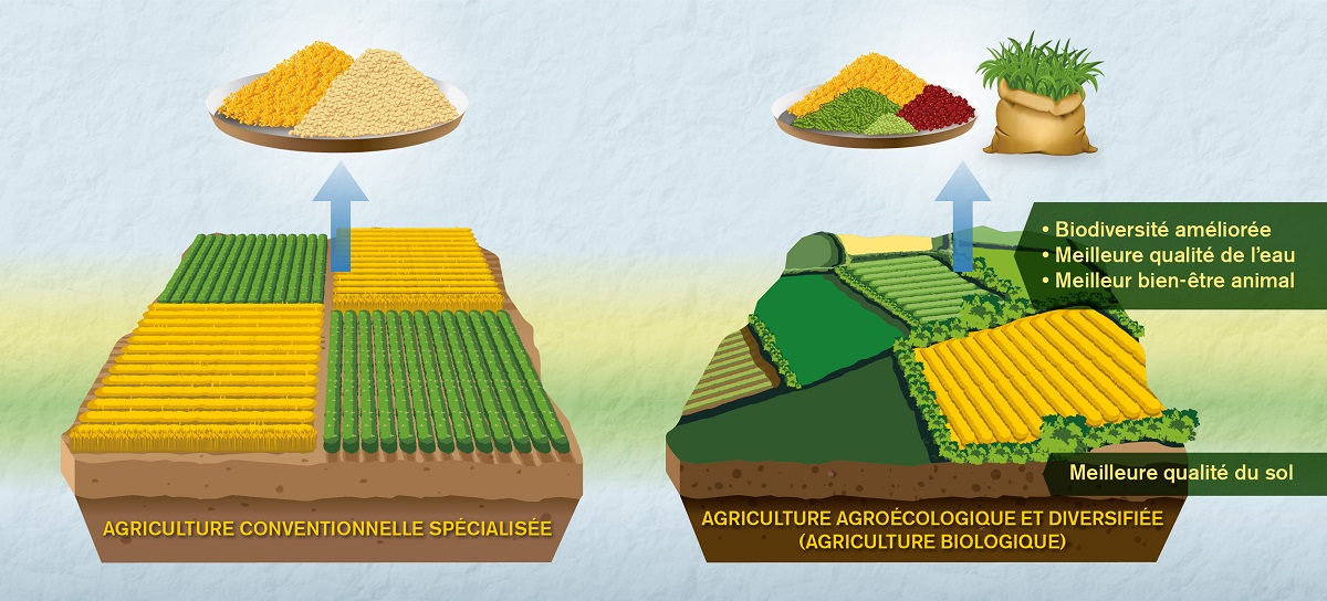 Scéma montrant les différences entre agriculture conventionnelle spécialisée et agriculture biologique