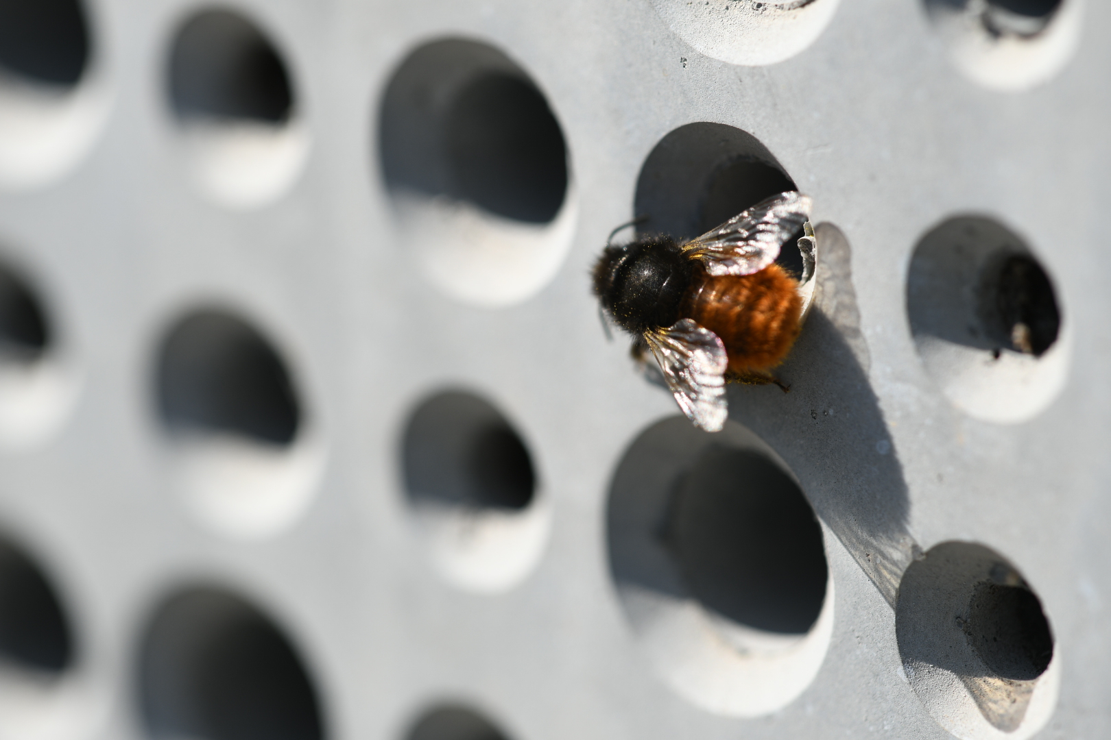 200 Tubes De Nidification En Carton Hydrofuge Pour Abeilles Sauvages - 8mm X 15cm, Idéal Pour Hôtel à Insectes
