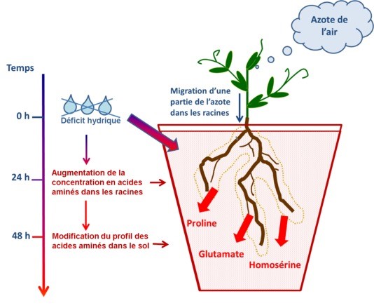 Schéma échanges sol-racine pois