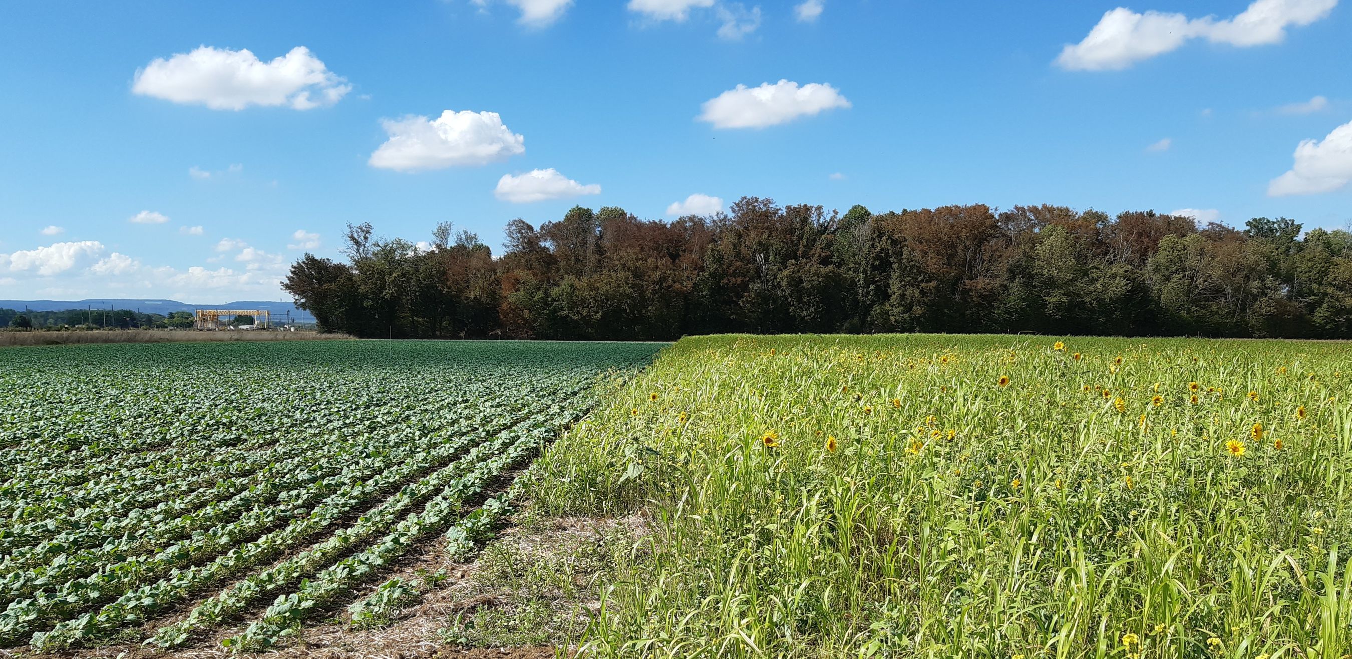 Une étude expérimentale menée sur 10 ans montre le potentiel de systèmes de production agricoles sans pesticides