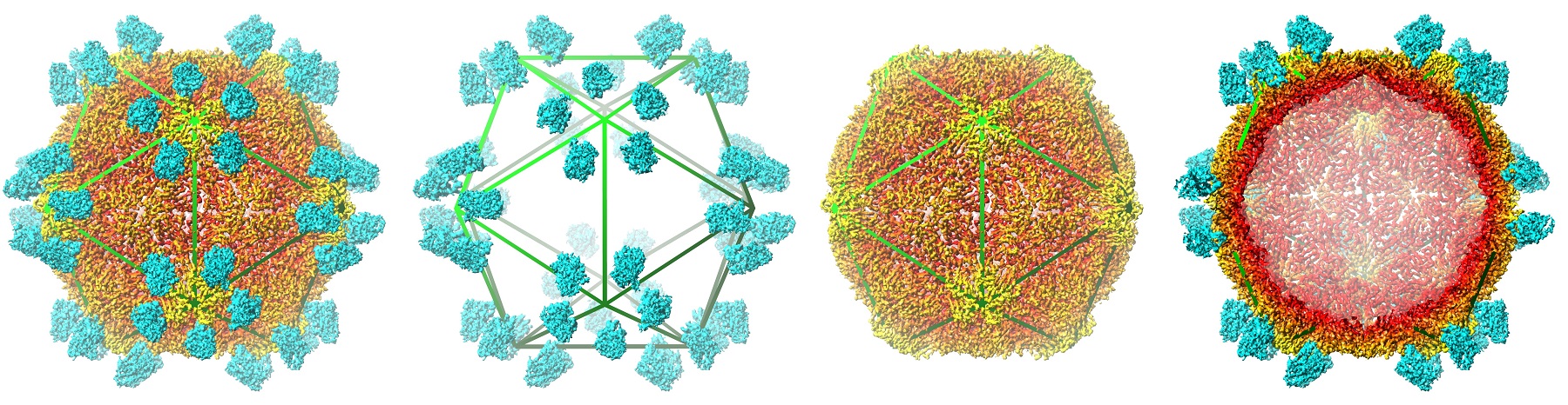 Quatre modélisation de la structure virale du GFLV-Nb23