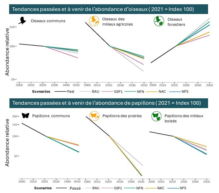 Evolution des indices d'abondance des oiseaux et papillons communs