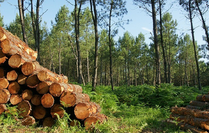 Forêt durable en France