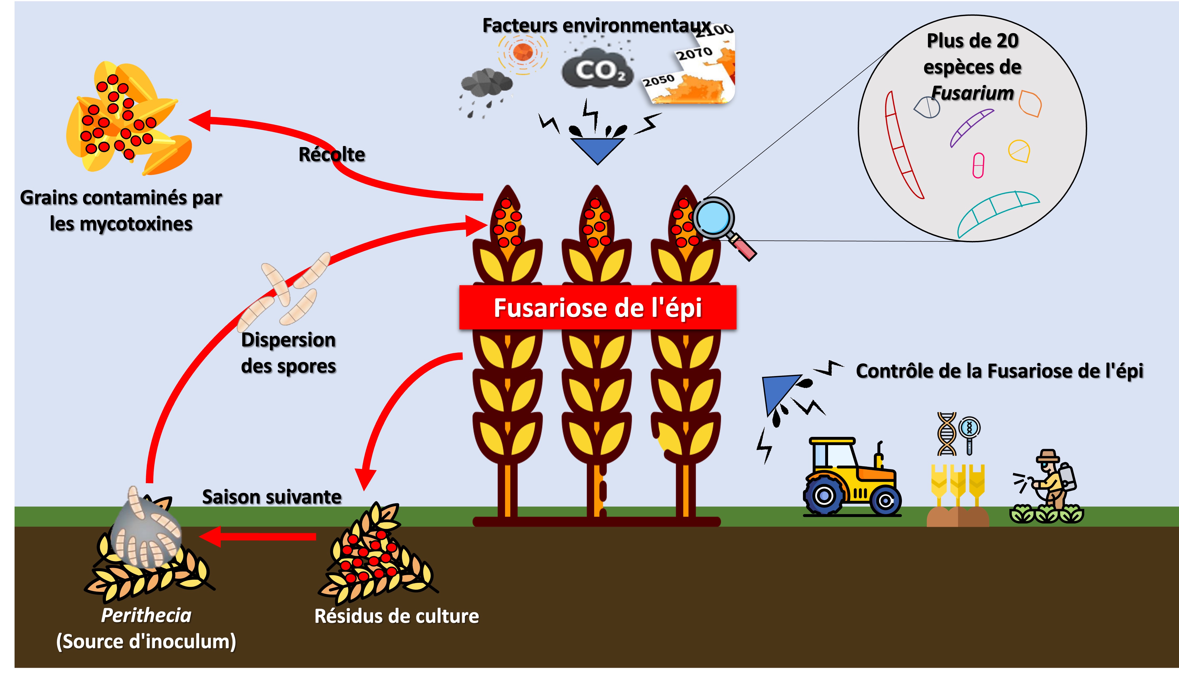 cycle biologique de la fusariose de l'épi et des facteurs d'influence environnementaux (CO2, temperature, humidité) et anthtropiques (méthodes culturales, génétique, lutte bio et chimique)