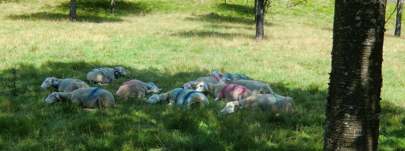 Shade from trees: a beneficial refuge for the well-being of grazing ...