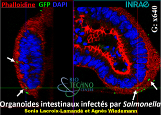 Organoïdes intestinaux infectés par Salmonella