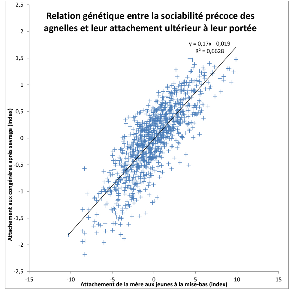 Corrélation sociabilité-comportement maternel-brebis