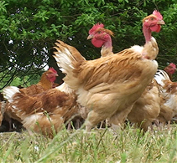 Poulets label rouge en extérieur - Syndicat des Volailles de l’Orléanais (SVO)