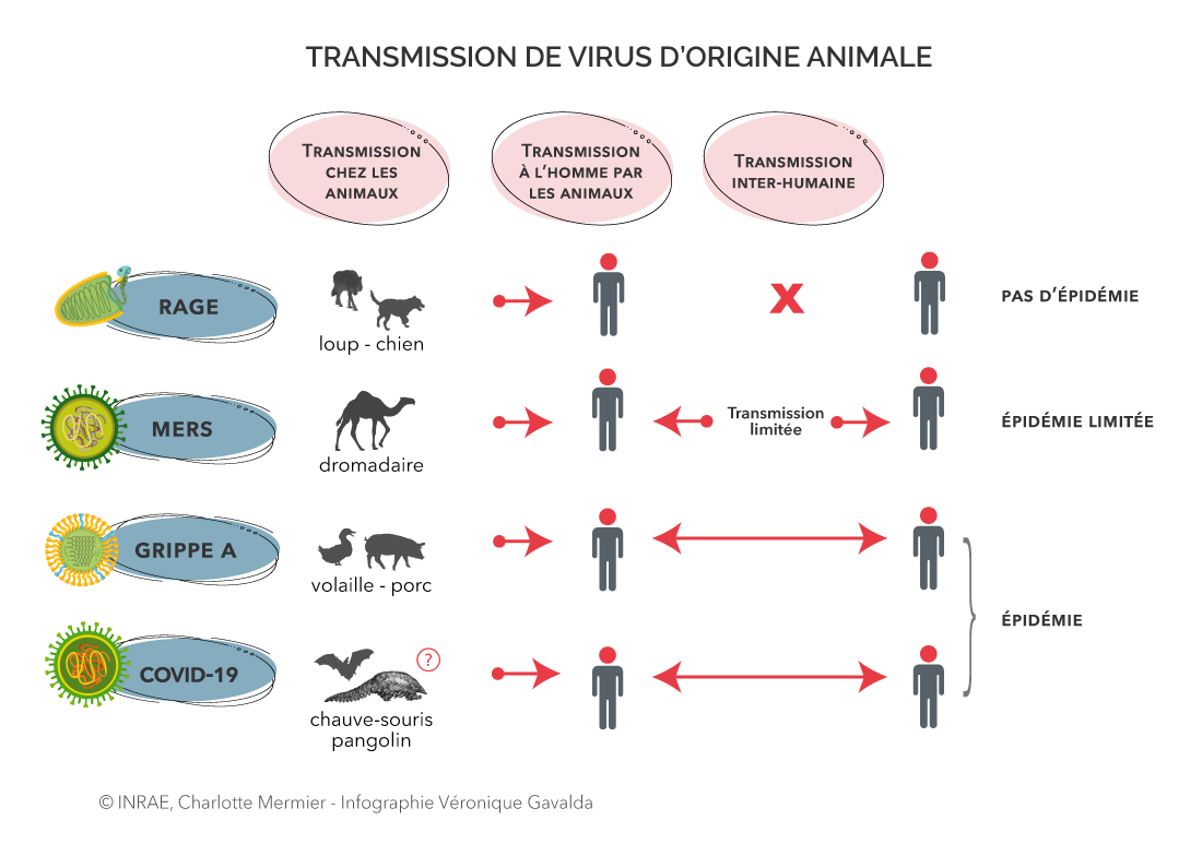 COVID19 comprendre une épidémie INRAE
