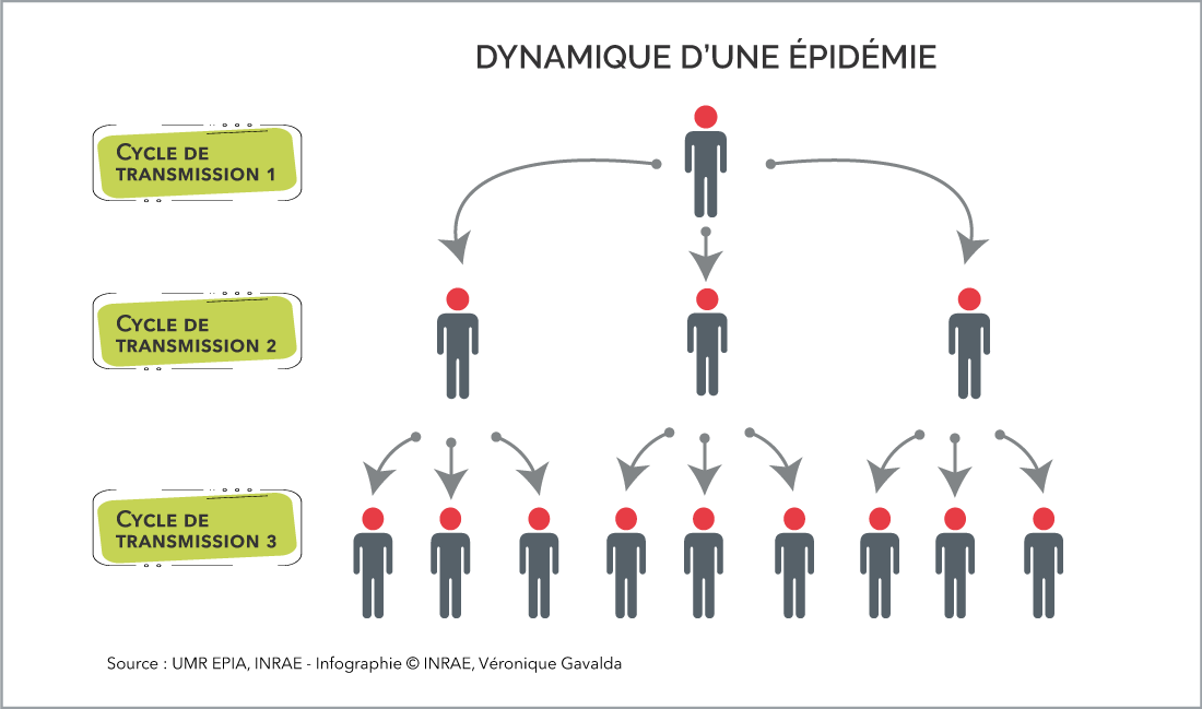 COVID-19 : comprendre une épidémie | INRAE