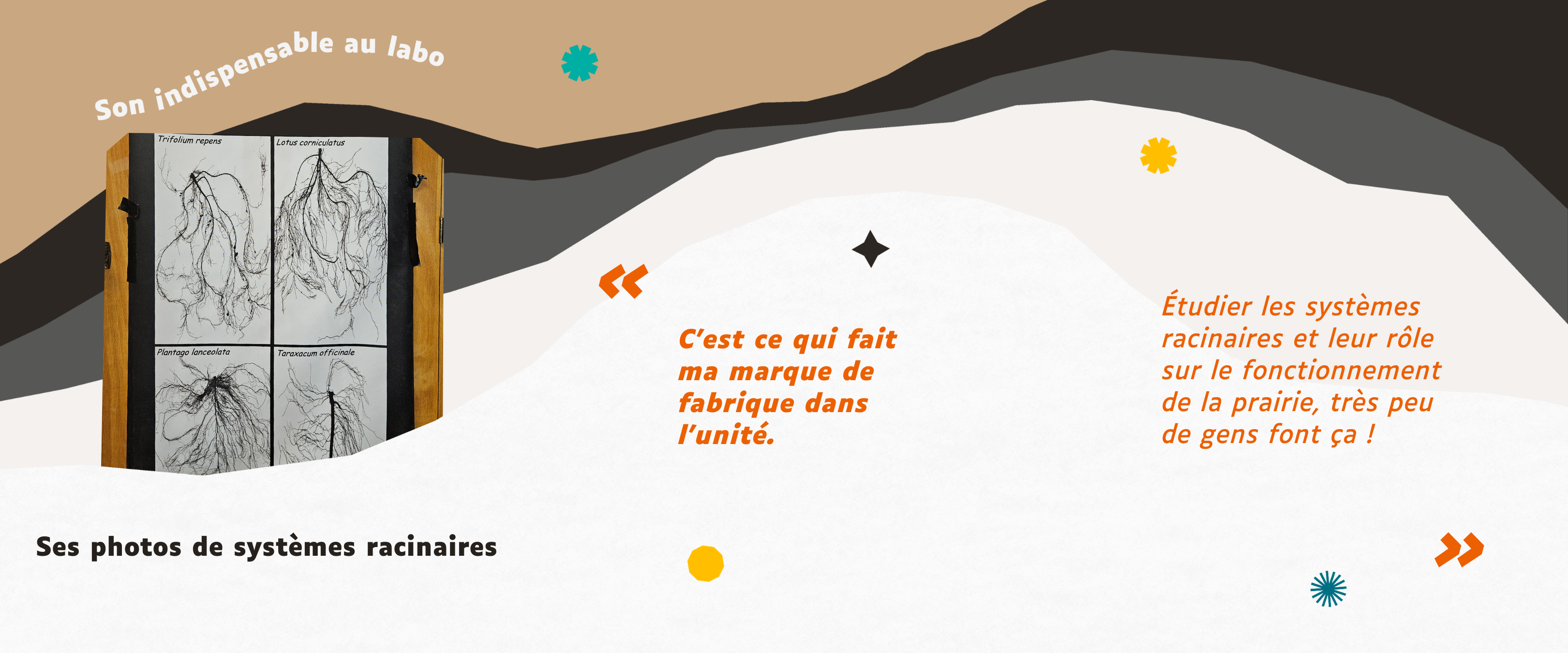 Ses photos du système racinaire font partie de sa marque de fabrique.