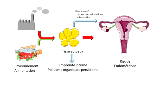Schéma conceptuel du projet EndoxOmics