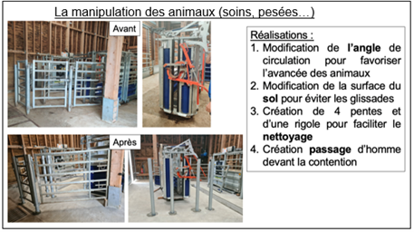 Les actions mises en places pour la manipulation des animaux