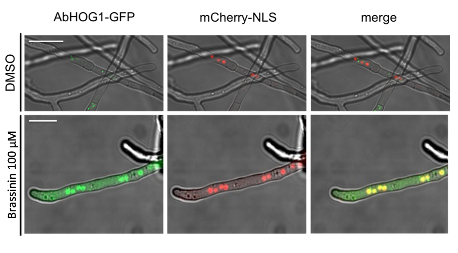 Filaments fongiques - brassinine