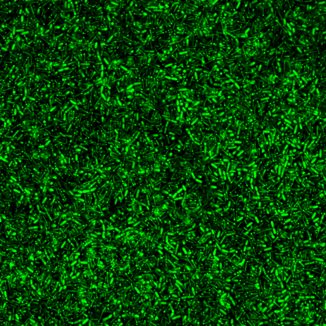 INRAE and Lallemand Animal Nutrition launch LabCom “Biofilm1Health”