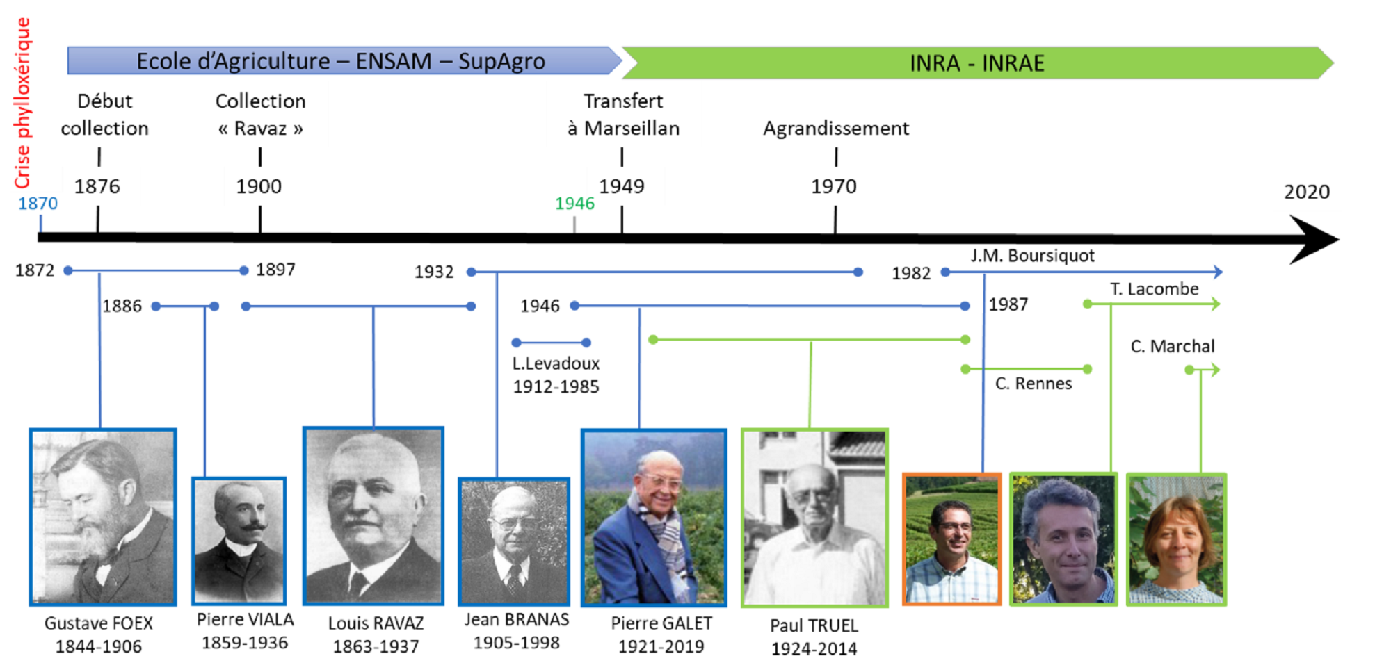 145 ans d’ampélographie