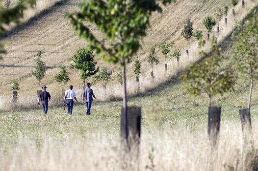 Diversification des cultures : une transition à penser à l’échelle des territoires