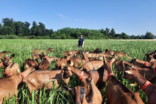 Un grand bol d’herbe pour les chèvres