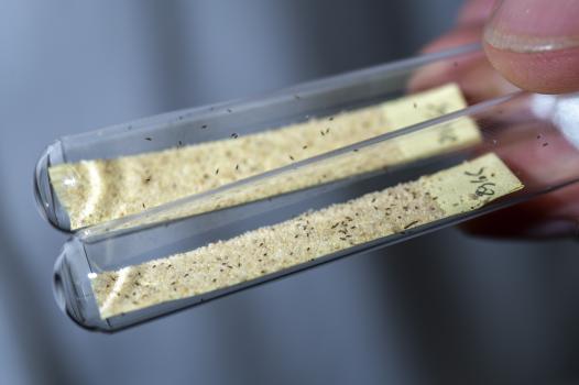 Innofenso, la start-up qui utilise des micro-insectes pour lutter contre les ravageurs de cultures