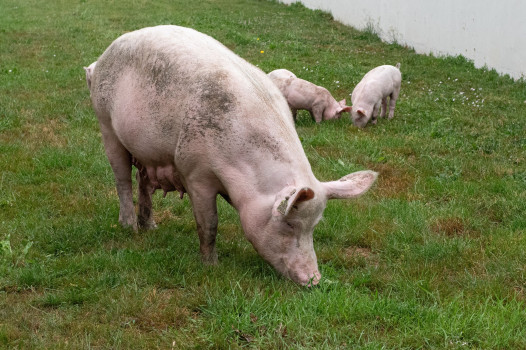  Peste porcine africaine : un modèle original pour évaluer les transmissions entre porcs domestiques et sangliers