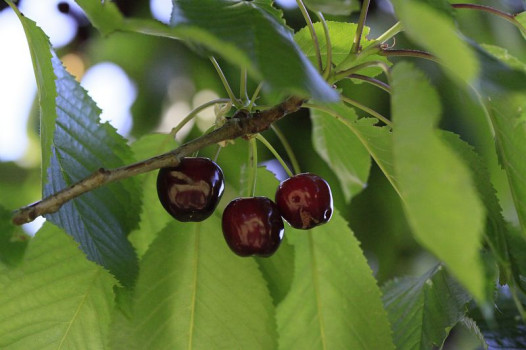 Le dérèglement climatique jette un froid chez les arbres fruitiers