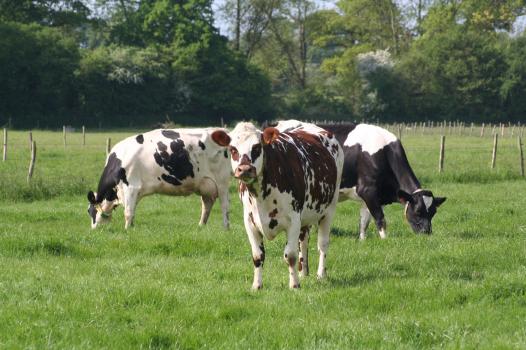When cattle chromosomes get tangled: detecting genetic defects to better prevent them