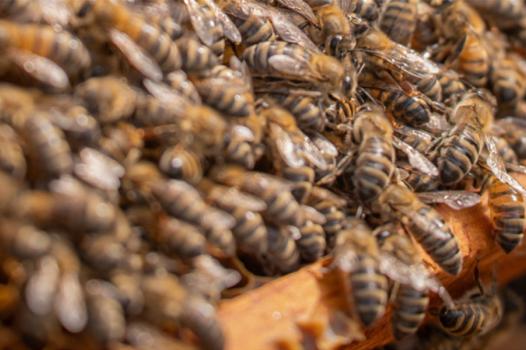 La résistance aux parasites des abeilles : quand la diversité génétique vient à la rescousse