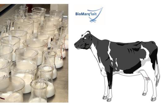 Une avancée pour un diagnostic non invasif du déficit énergétique chez la vache laitière à partir d’échantillons de lait