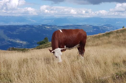 Des variants génétiques décryptés pour améliorer la santé et la productivité des bovins