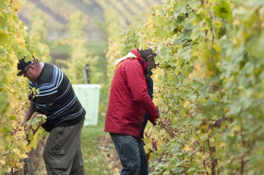 Quels vins demain ?