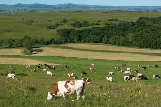 Changement climatique et qualité des fromages :  le rôle central de l’alimentation à l’herbe