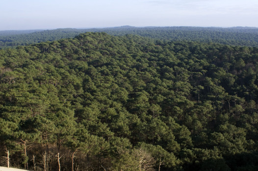 Combattre le nématode du pin : trouver le meilleur compromis entre coût et efficacité