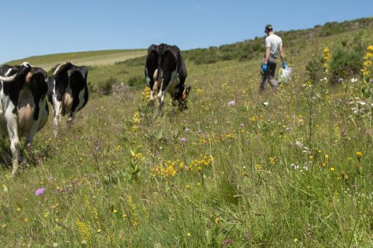 Understanding how to scale out agroecology in livestock farming, based on five case studies