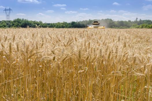 Rotations culturales : un levier mondial pour rendement, nutrition et revenus