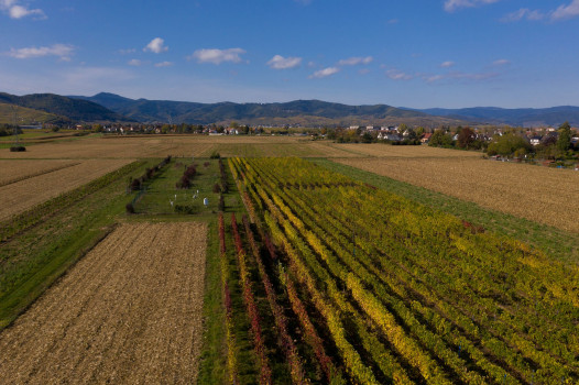 Une base de données internationale des stocks de carbone organique dans les sols agricoles