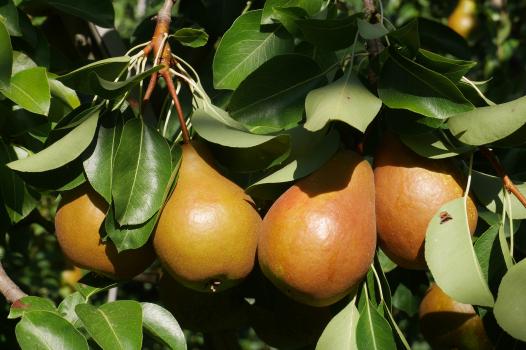 Innovation variétale : SIVAL d’Or 2026 pour la poire Kiara®