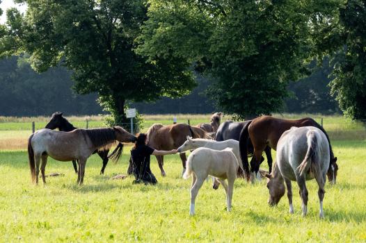 L’odeur de la peur influence le comportement des chevaux